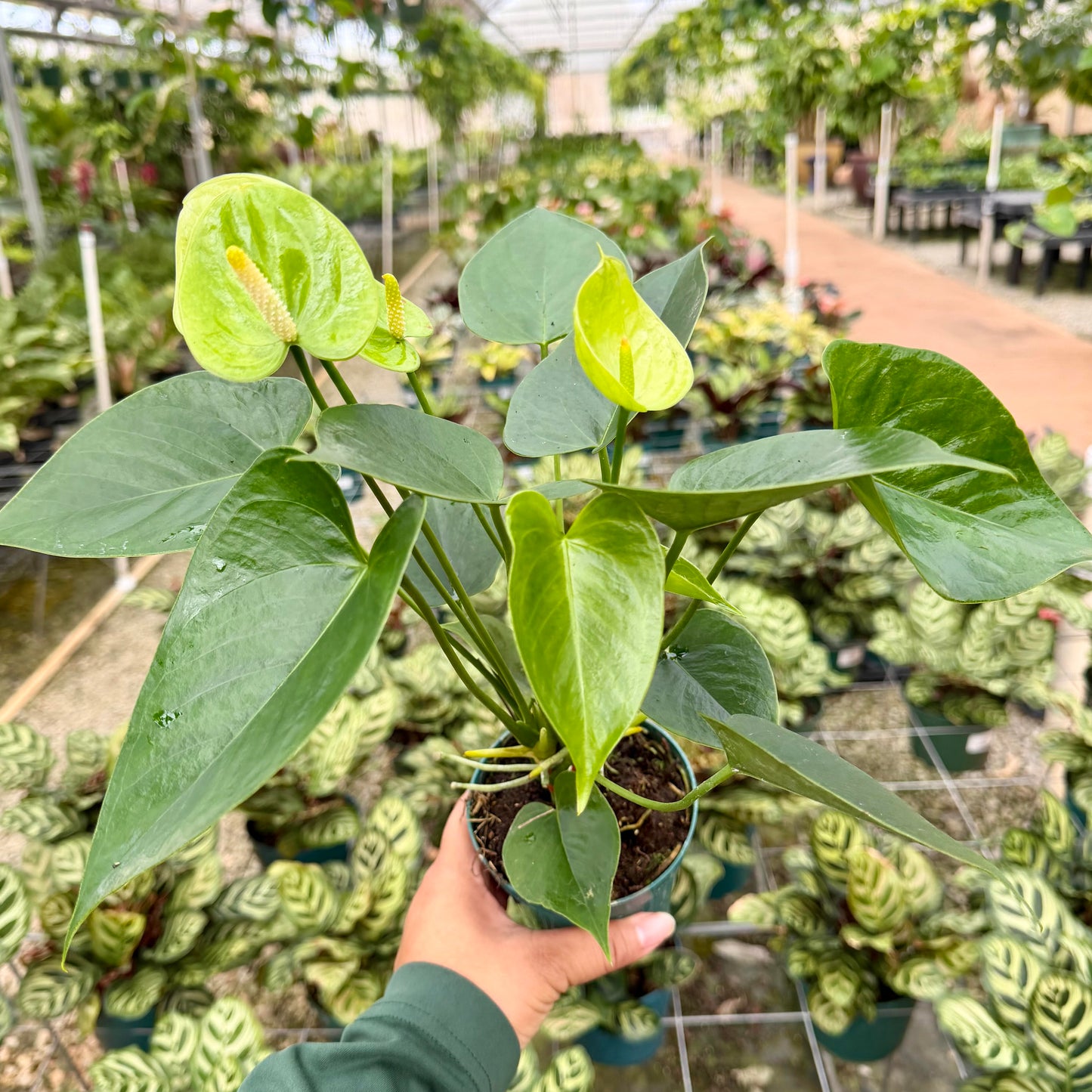 Anthurium 'Fiducia PP'