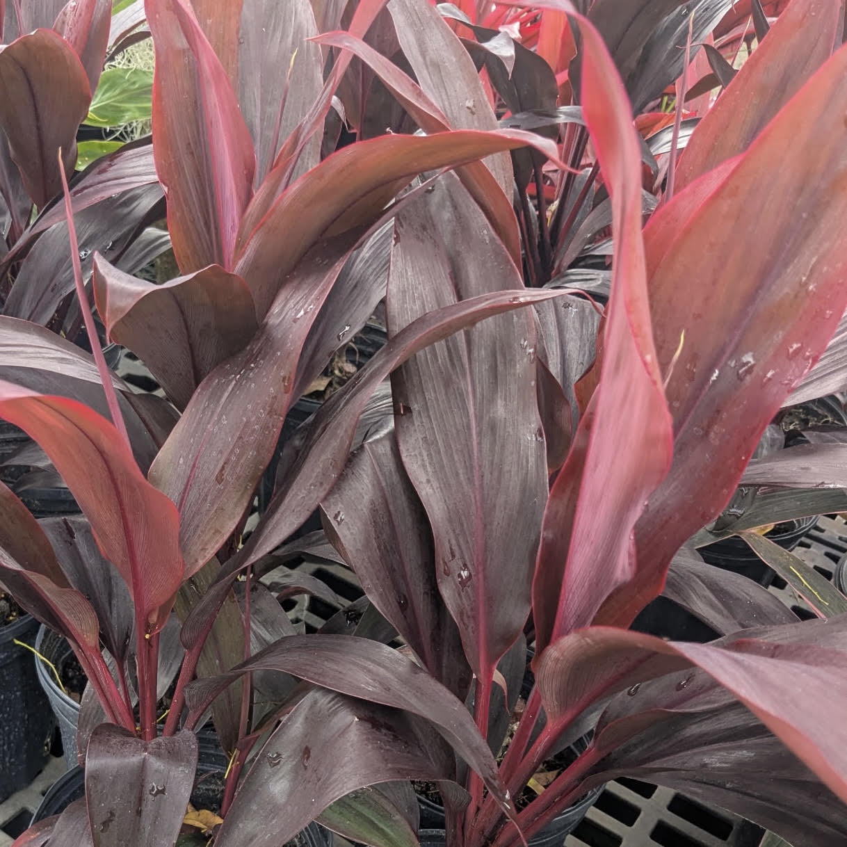 Ti Leaf 'Firebrand'