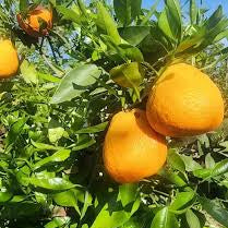 Standard Fisher Navel Orange