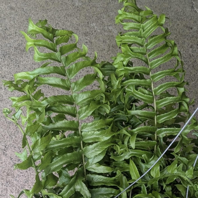 Microsorum punctatum 'Fishtail Fern'