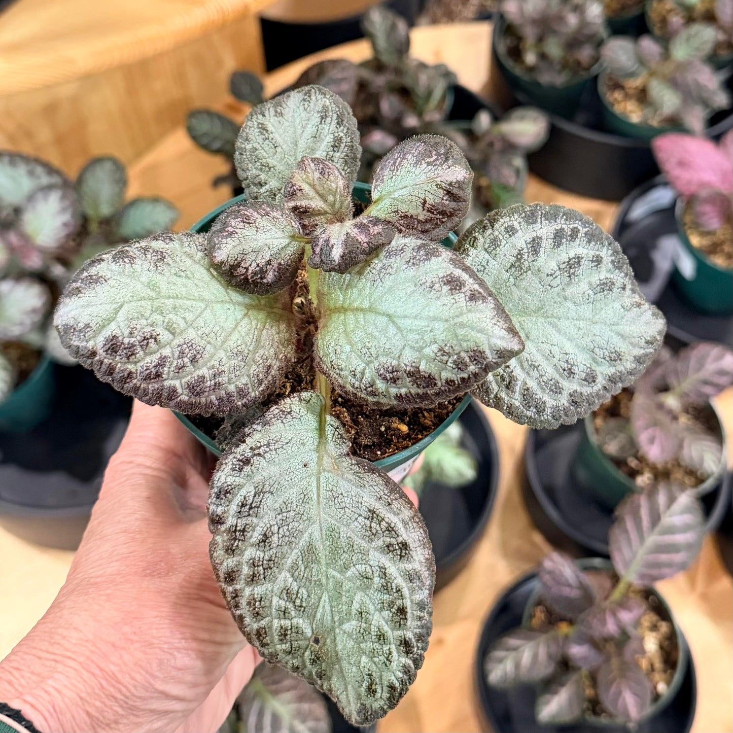 Episcia, "Flame Violet"