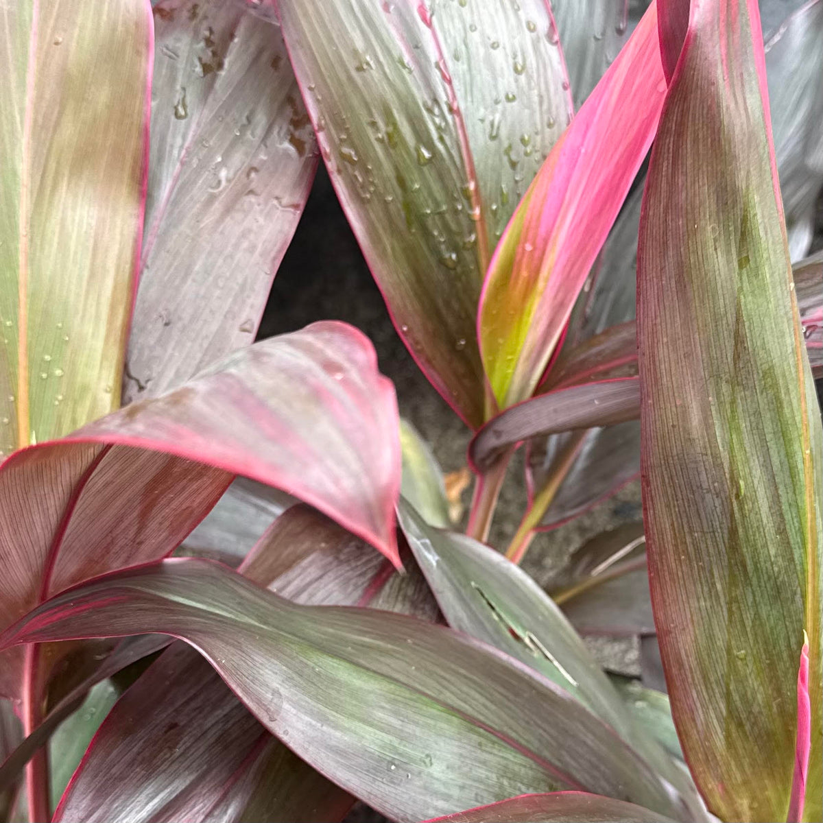Cordyline fruticosa 'Florida' (Ti Leaf)