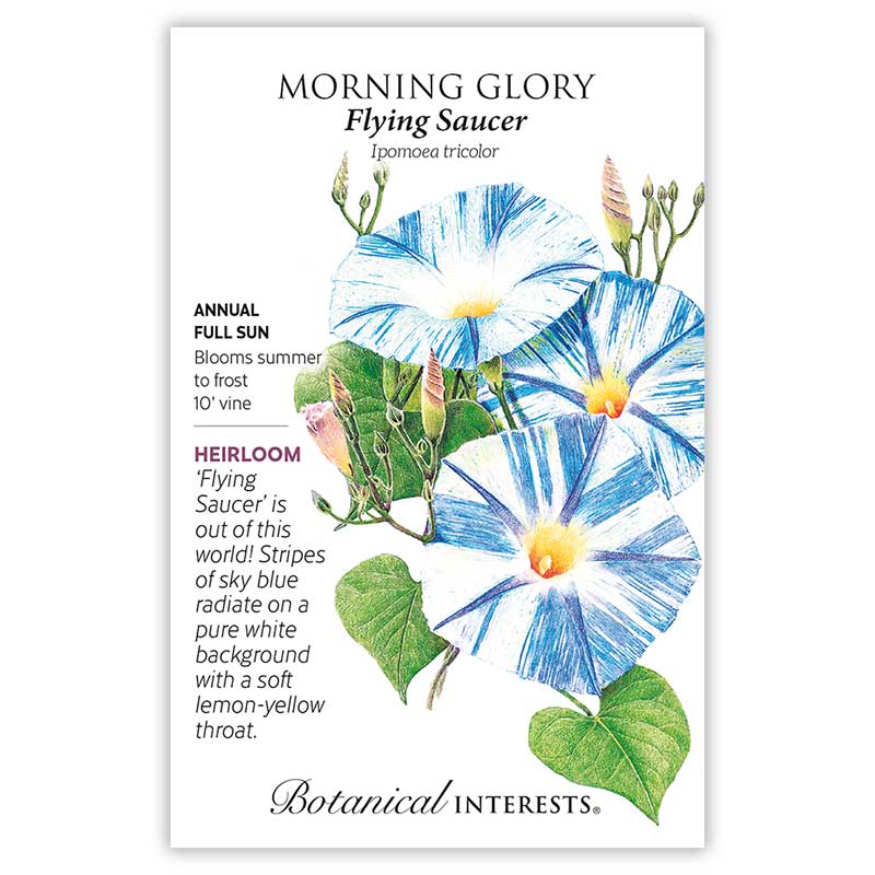 Flying Saucer Morning Glory