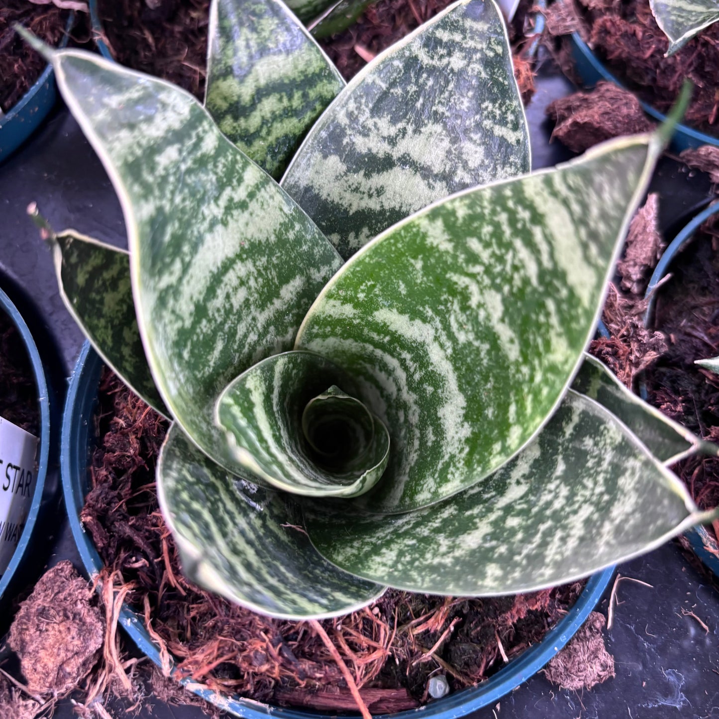 Sansevieria Forest Star