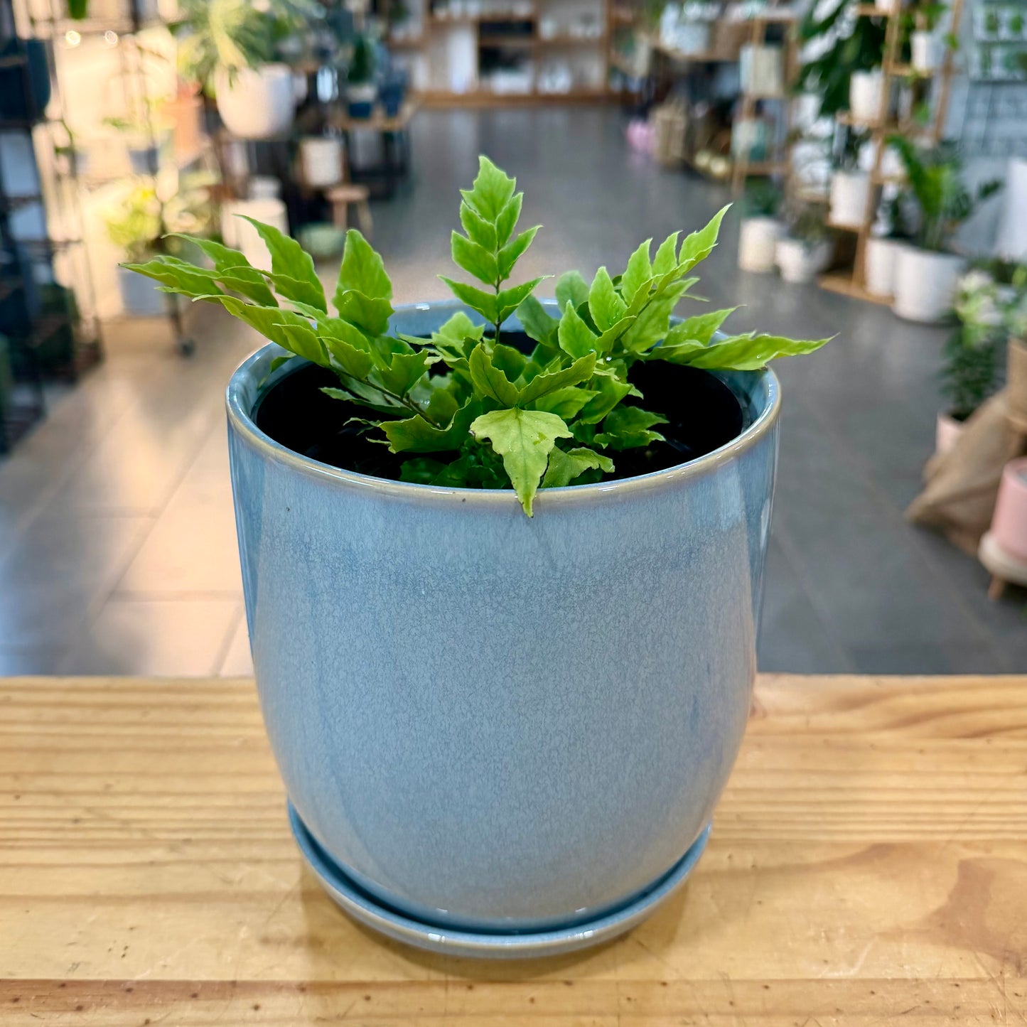 Dwarf Fortune Holly Fern