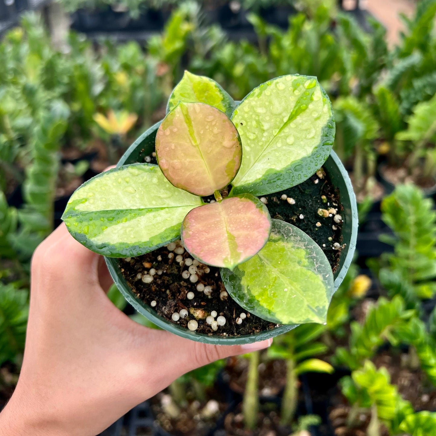 Hoya Assorted