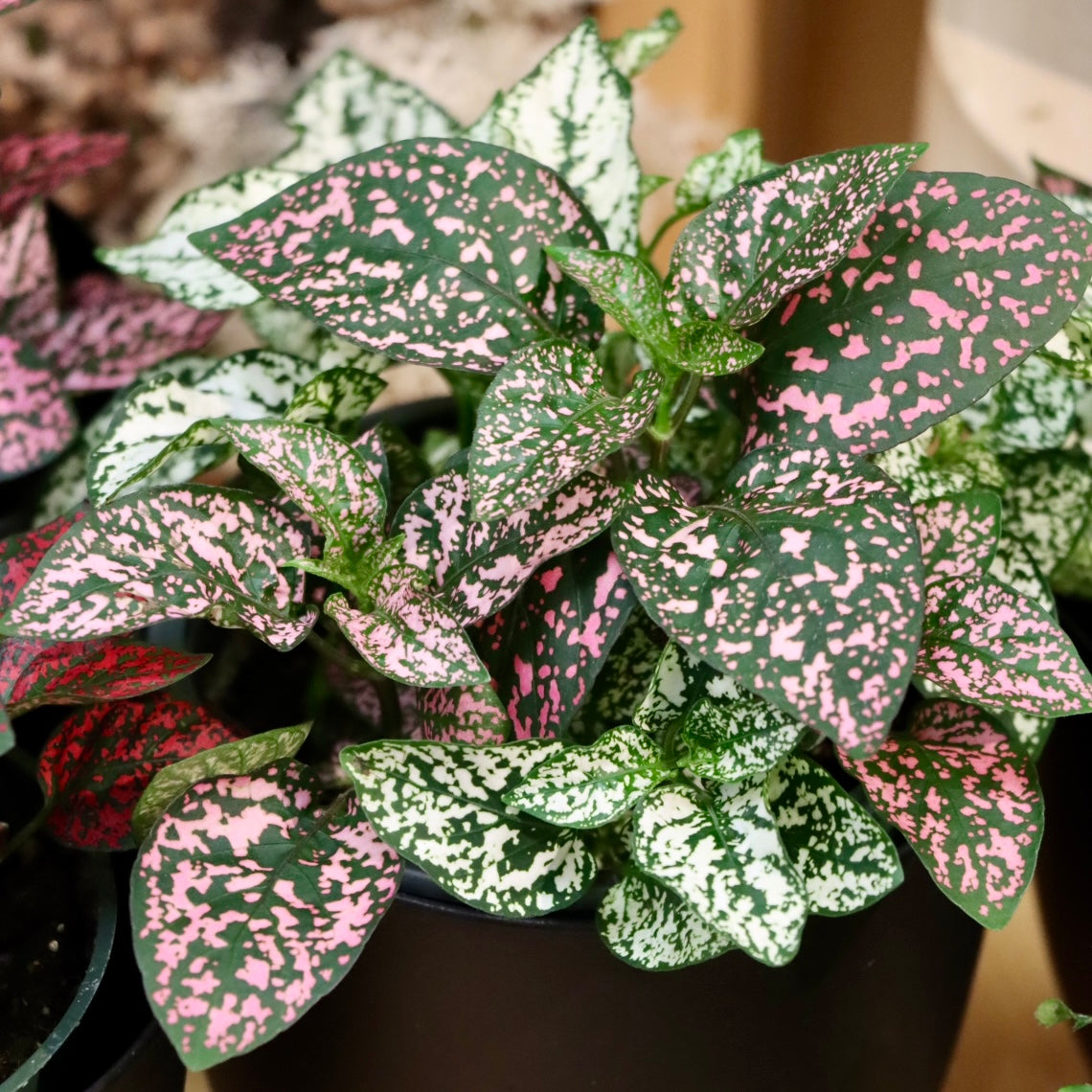 Hypoestes phyllostachya, "Polka Dot Plant"