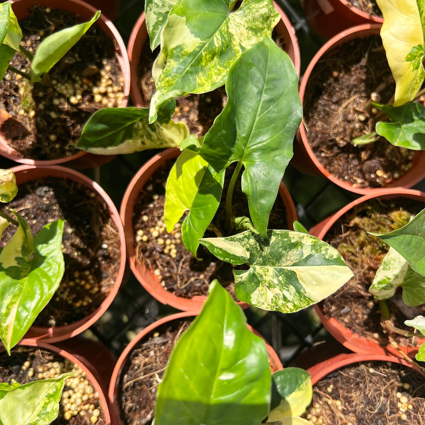 Syngonium podophyllum 'Aurea', variegated