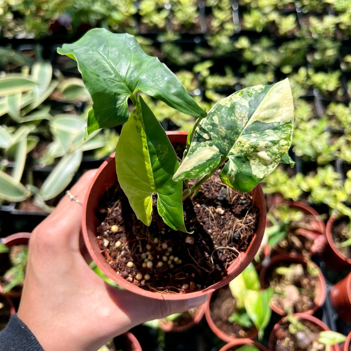 Syngonium podophyllum 'Aurea', variegated