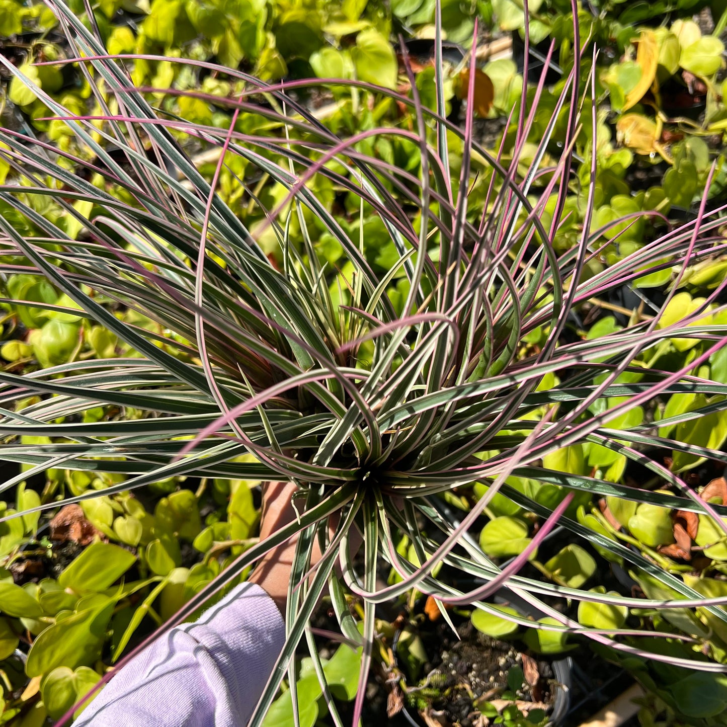Tillandsia cyanea, variegated