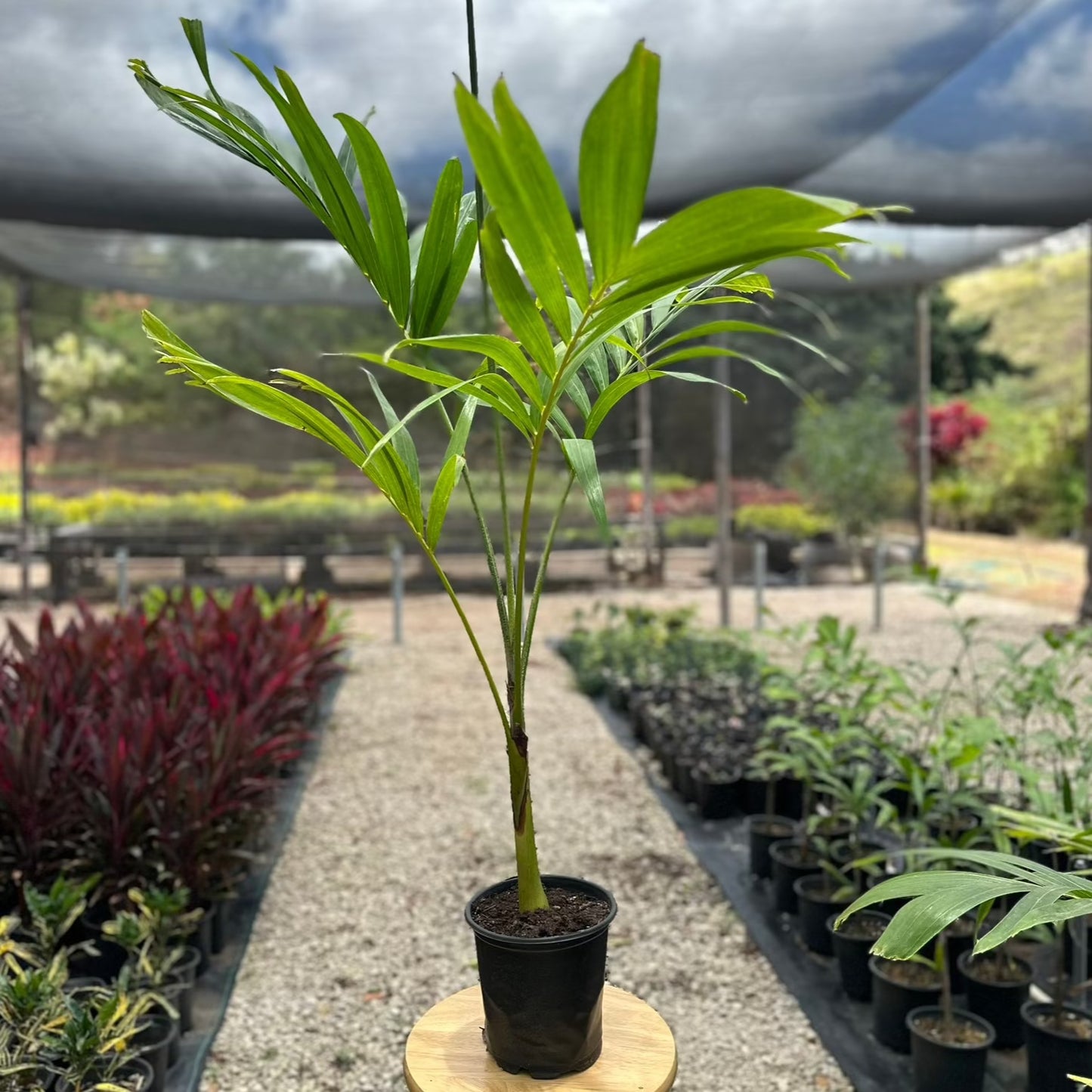 Manilla Palm