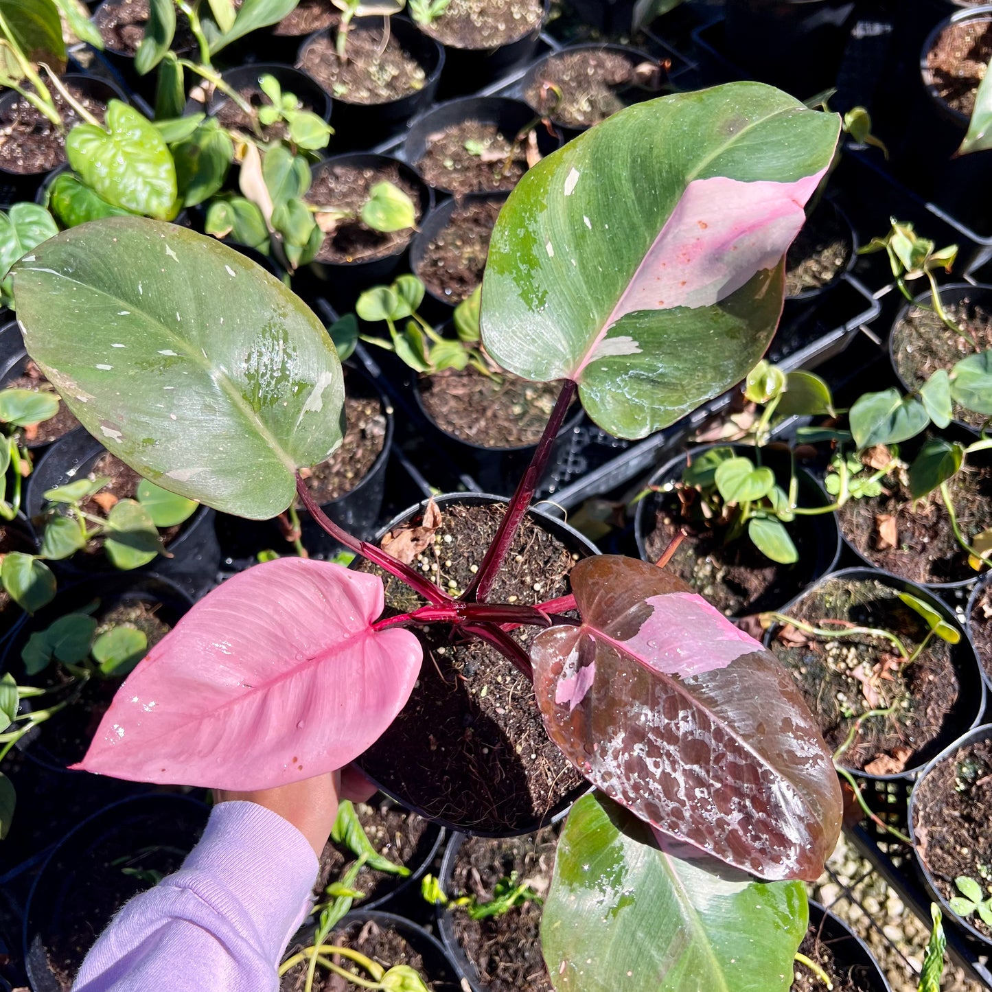 Philodendron erubescens, "Pink Princess"