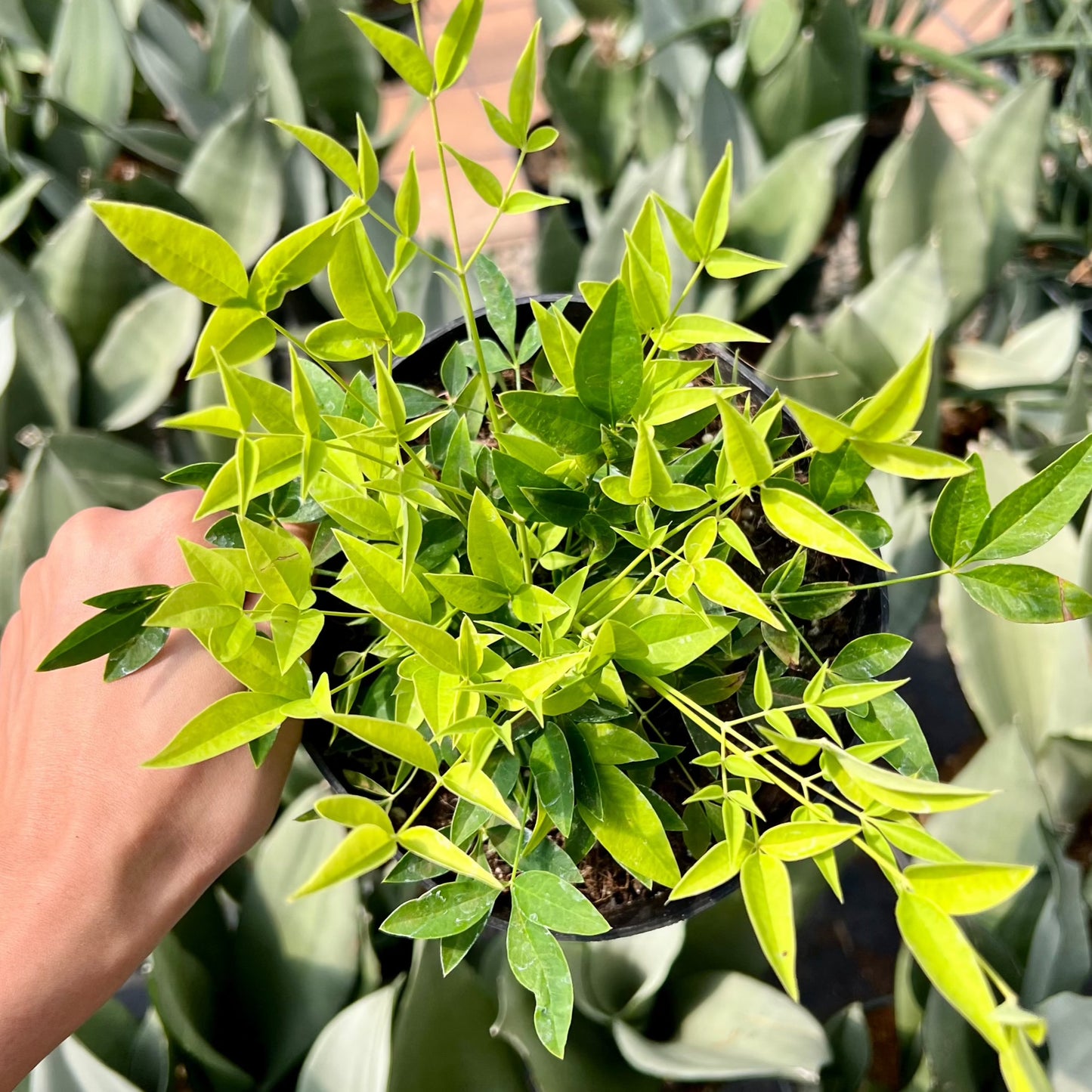 Nandina, "Neon"