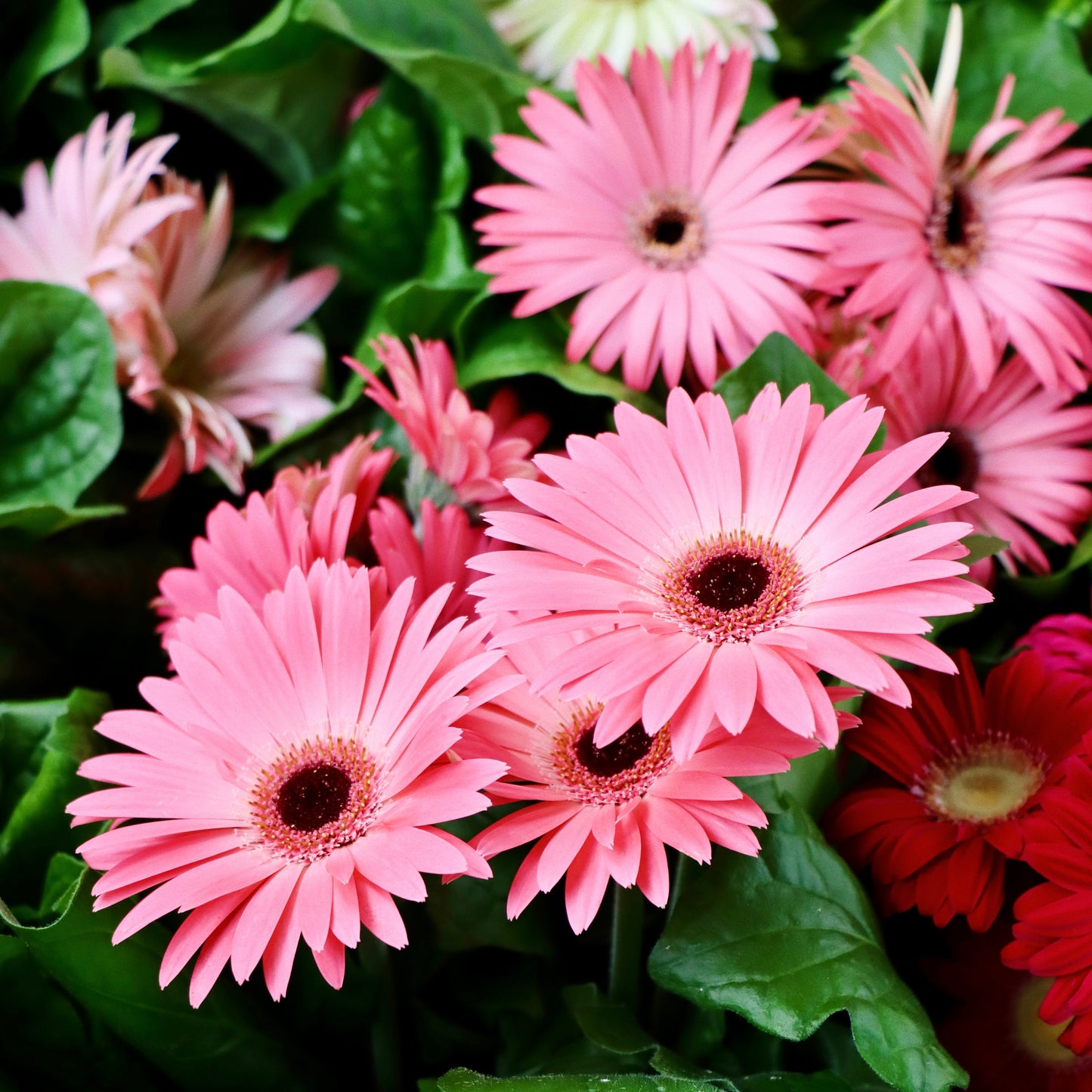 Gerbera Daisy