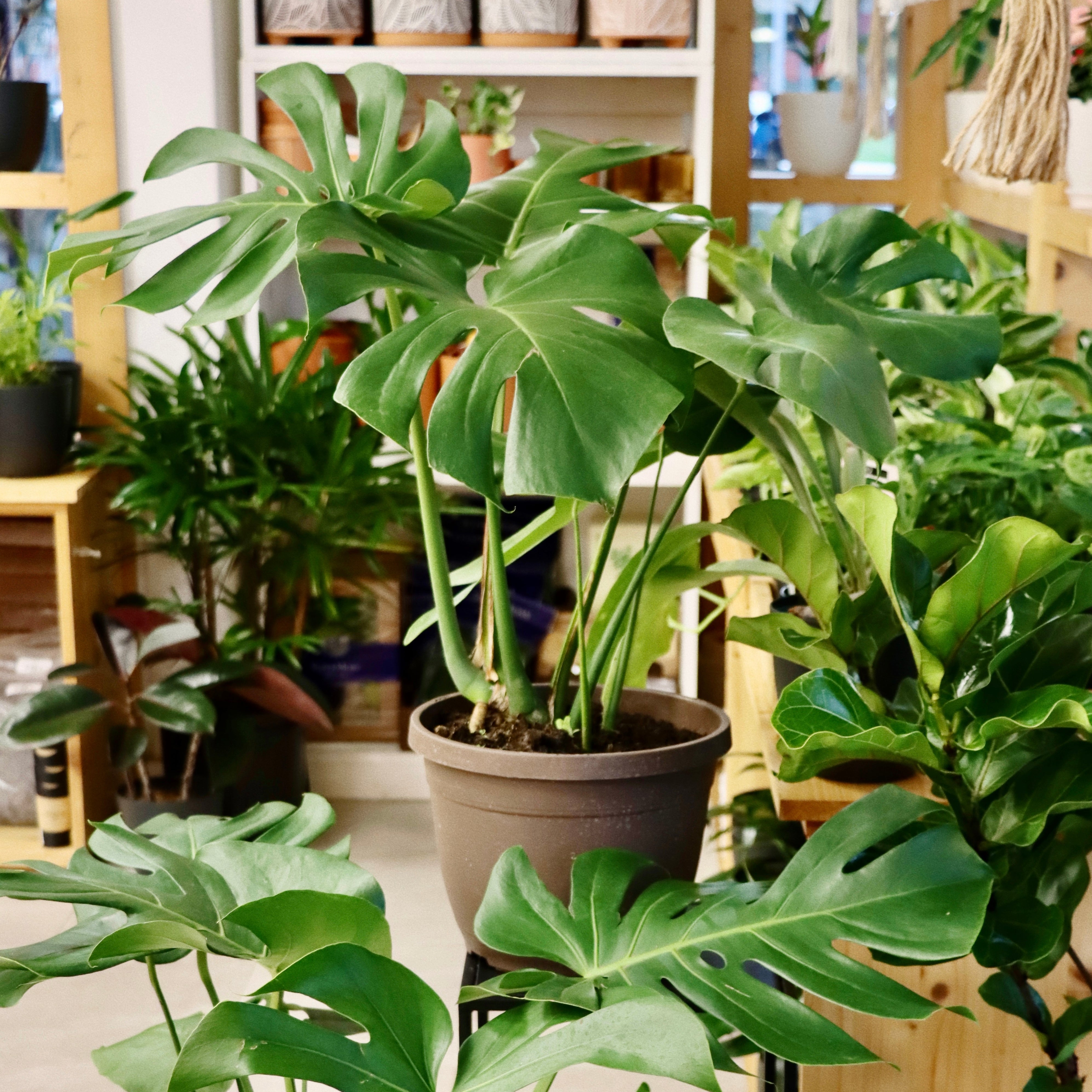 monstera indoor or outdoor plant Monstera deliciosa – Mari's Gardens