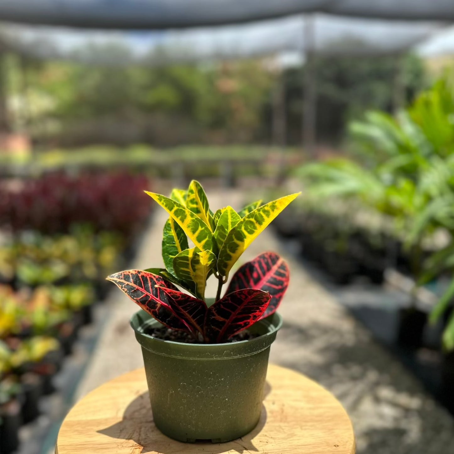 Croton, Petra