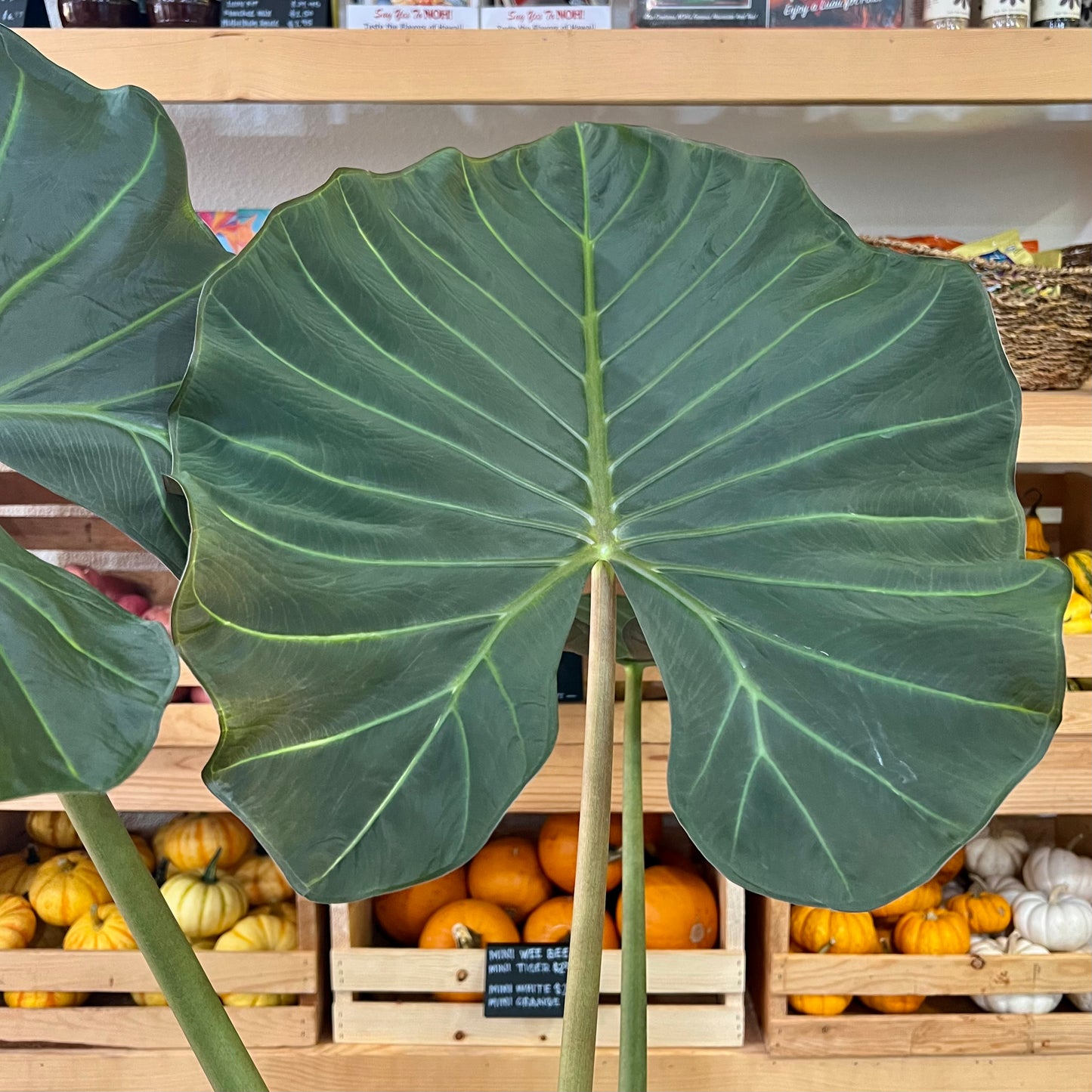 Alocasia odorata x Alocasia reginula, "Regal Shield"