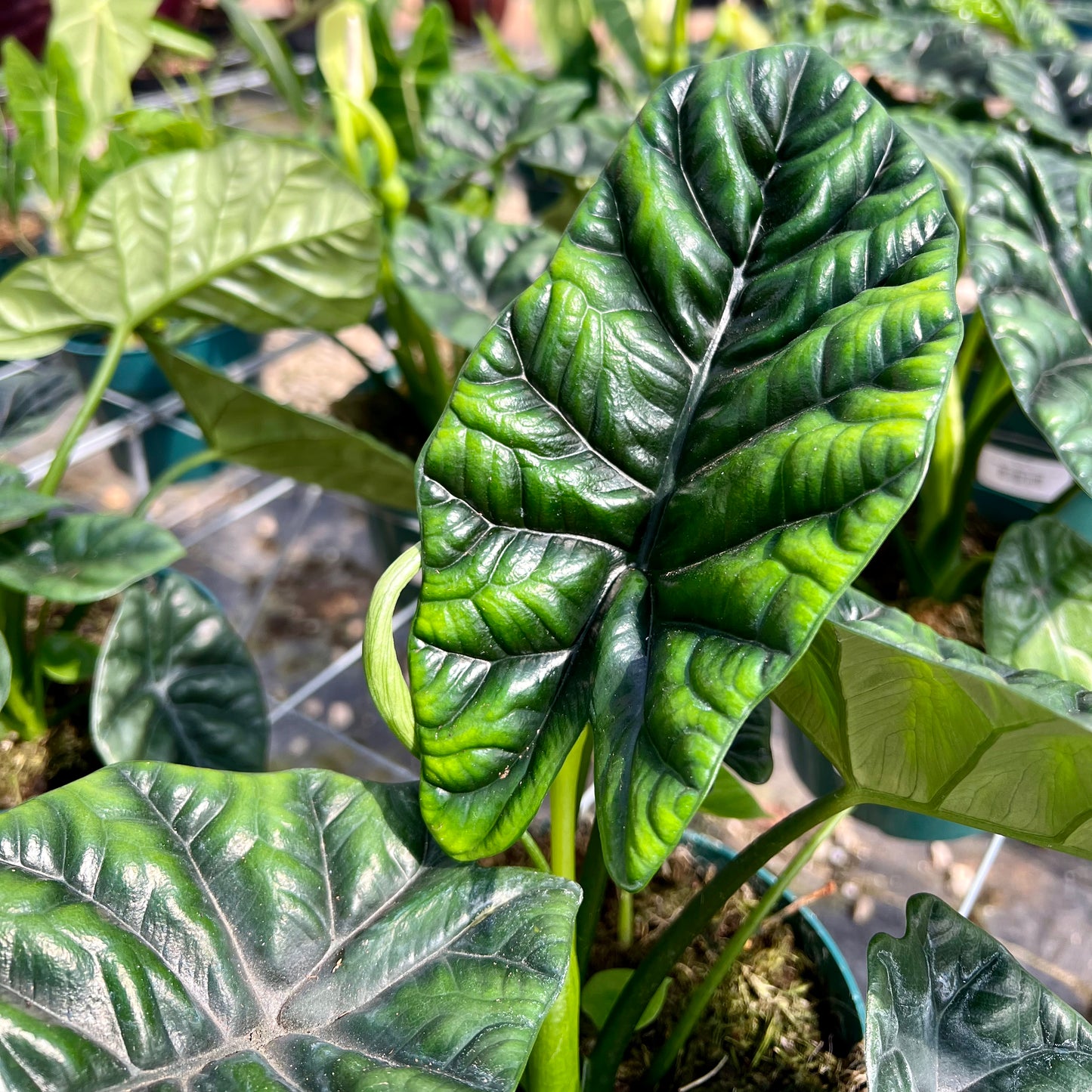 Alocasia Quilted Green