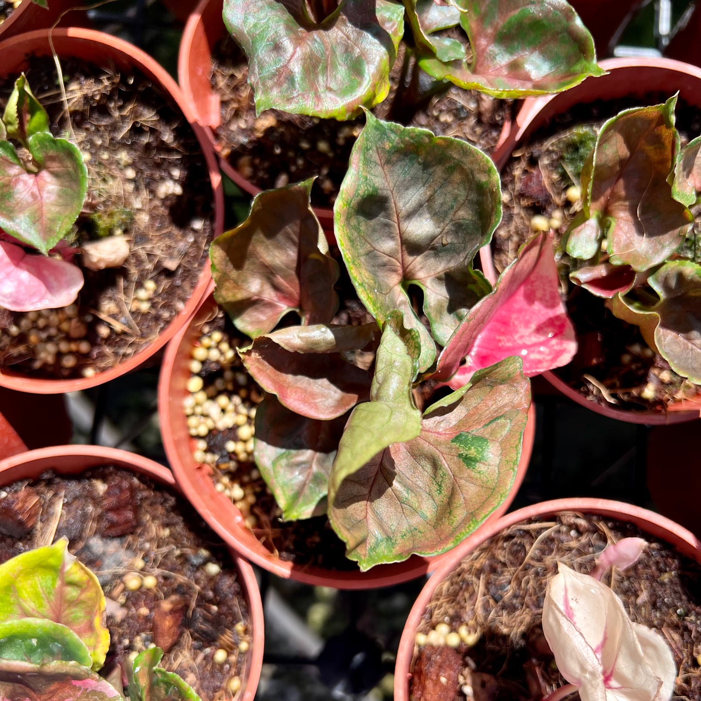 Syngonium, "Strawberry Ice"