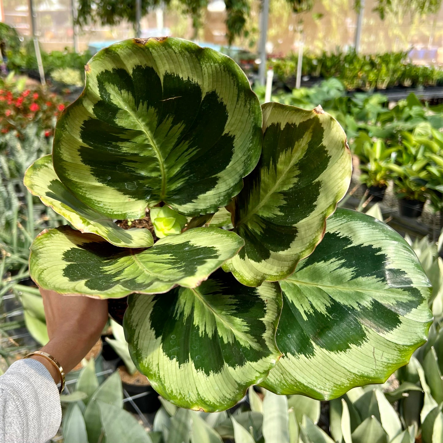 Calathea veitchiana, "Medallion"
