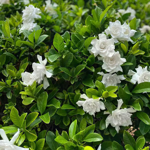 Gardenia jasminoides 'Aimee'