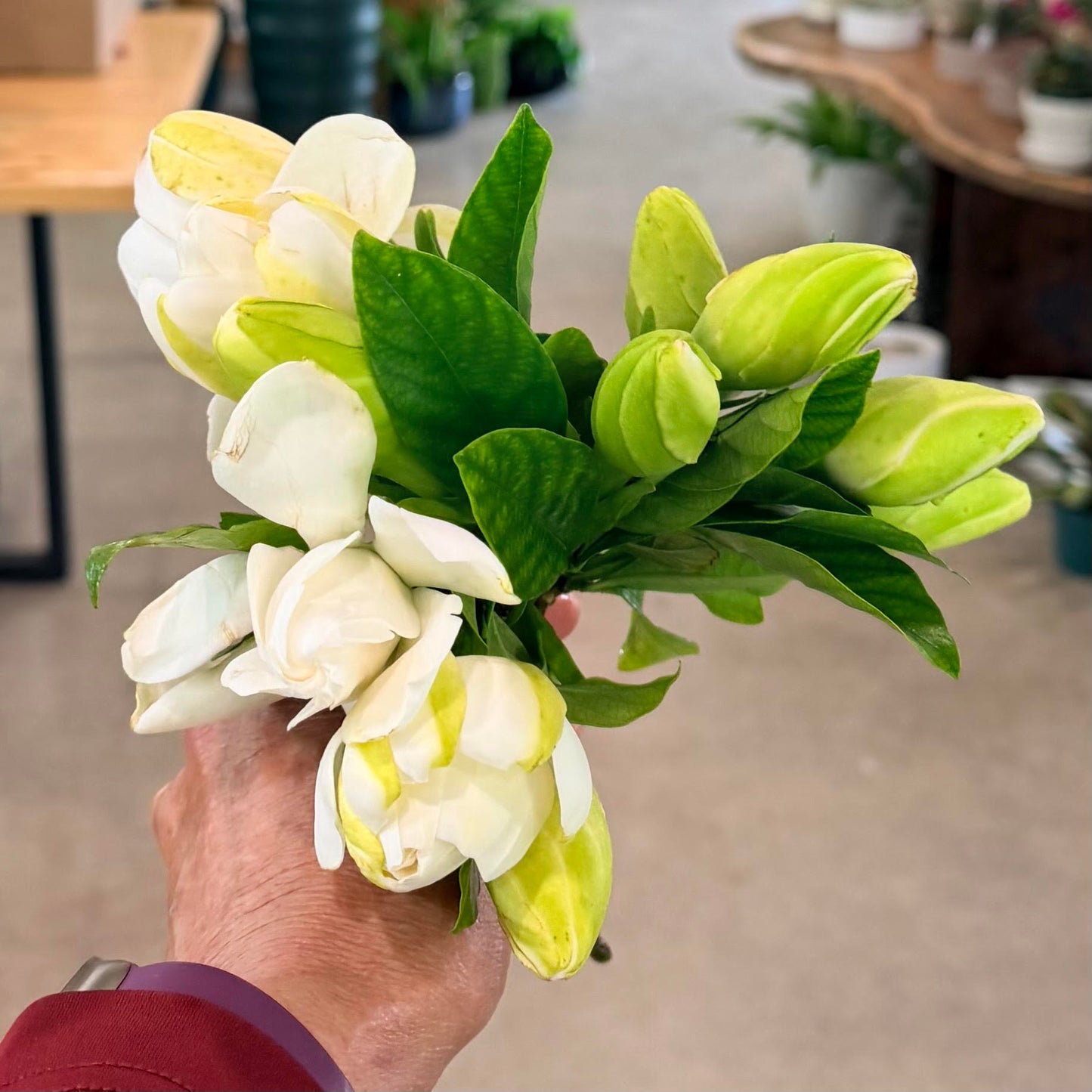Gardenia Bunches