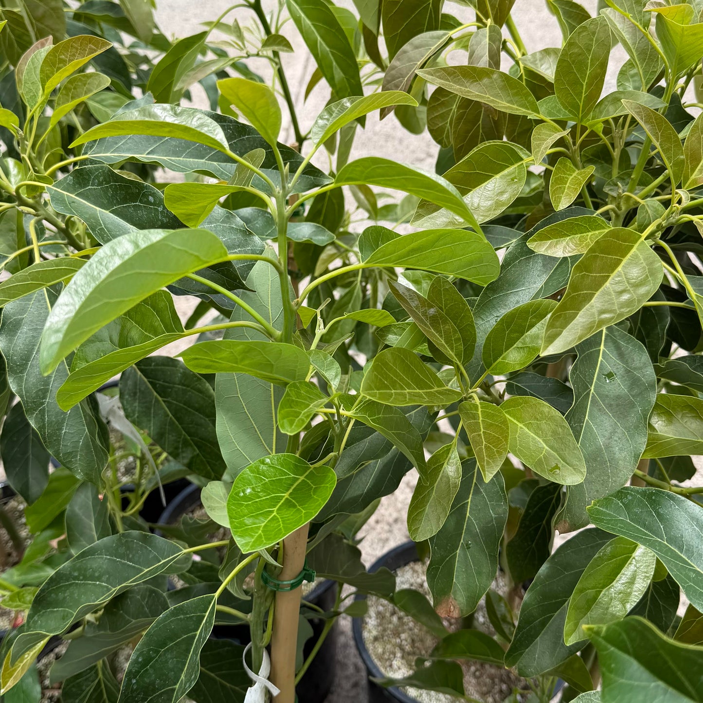 Avocado