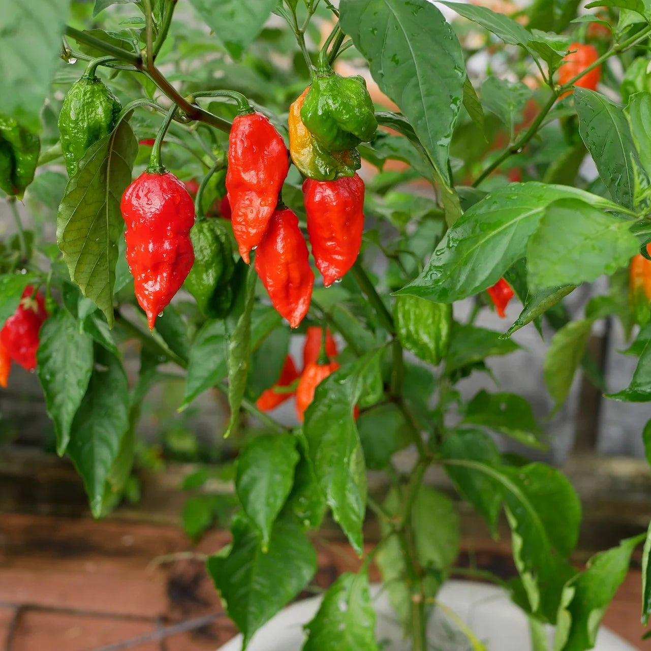 Ghost Pepper