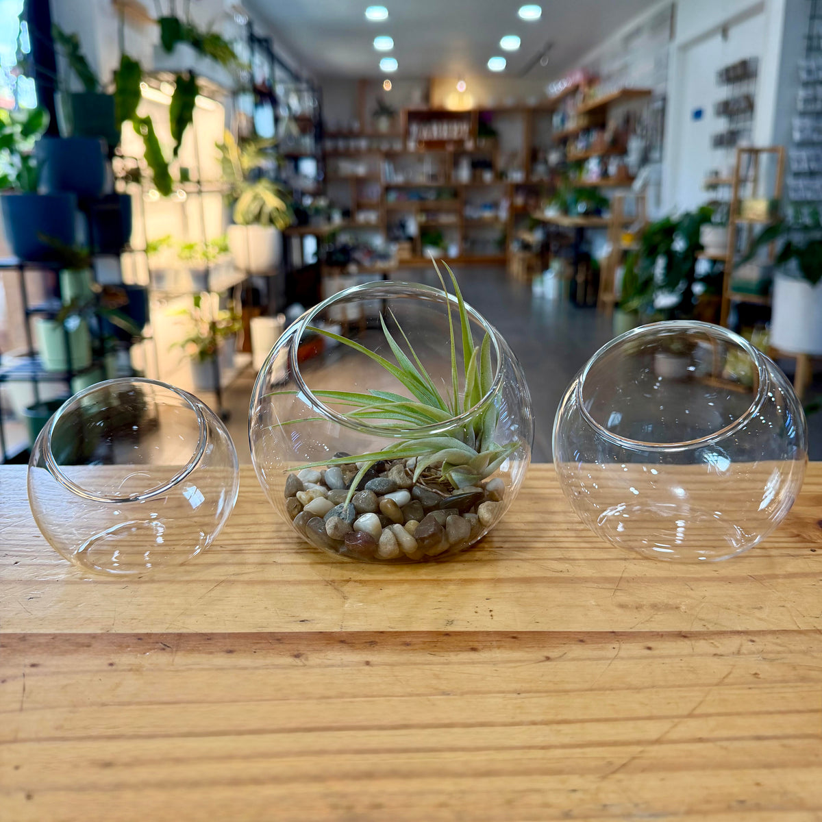 Terrarium - Slanted Glass Bowl
