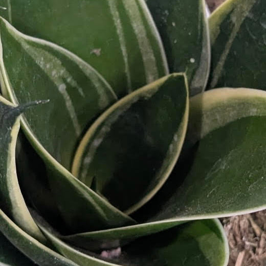 Sansevieria 'Dwarf Glimmering Star'