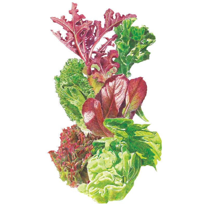 Gourmet Baby Greens