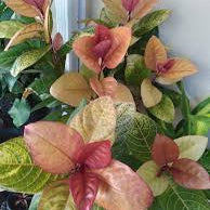 Graptophyllum pictum 'Thai'