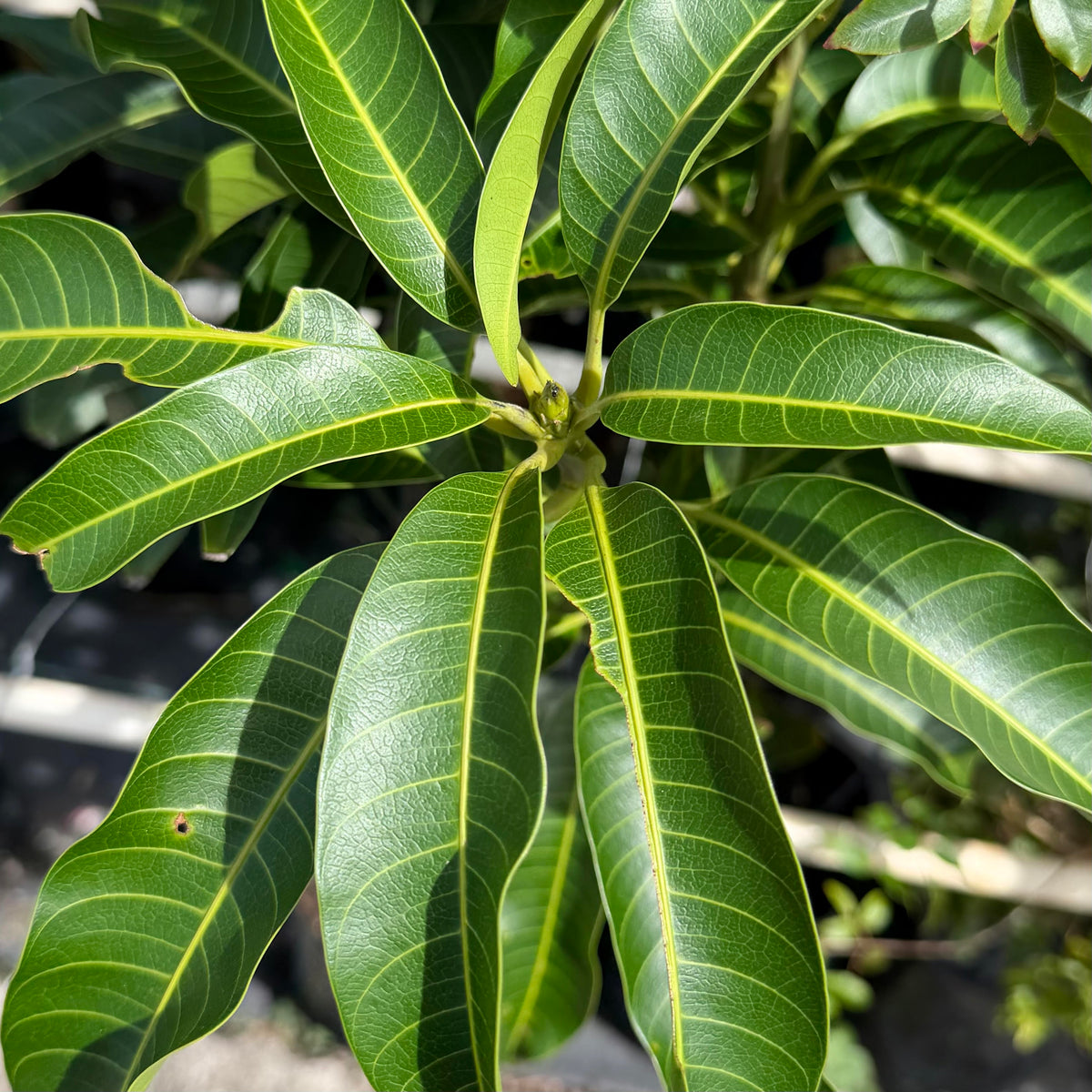 Haden Mango