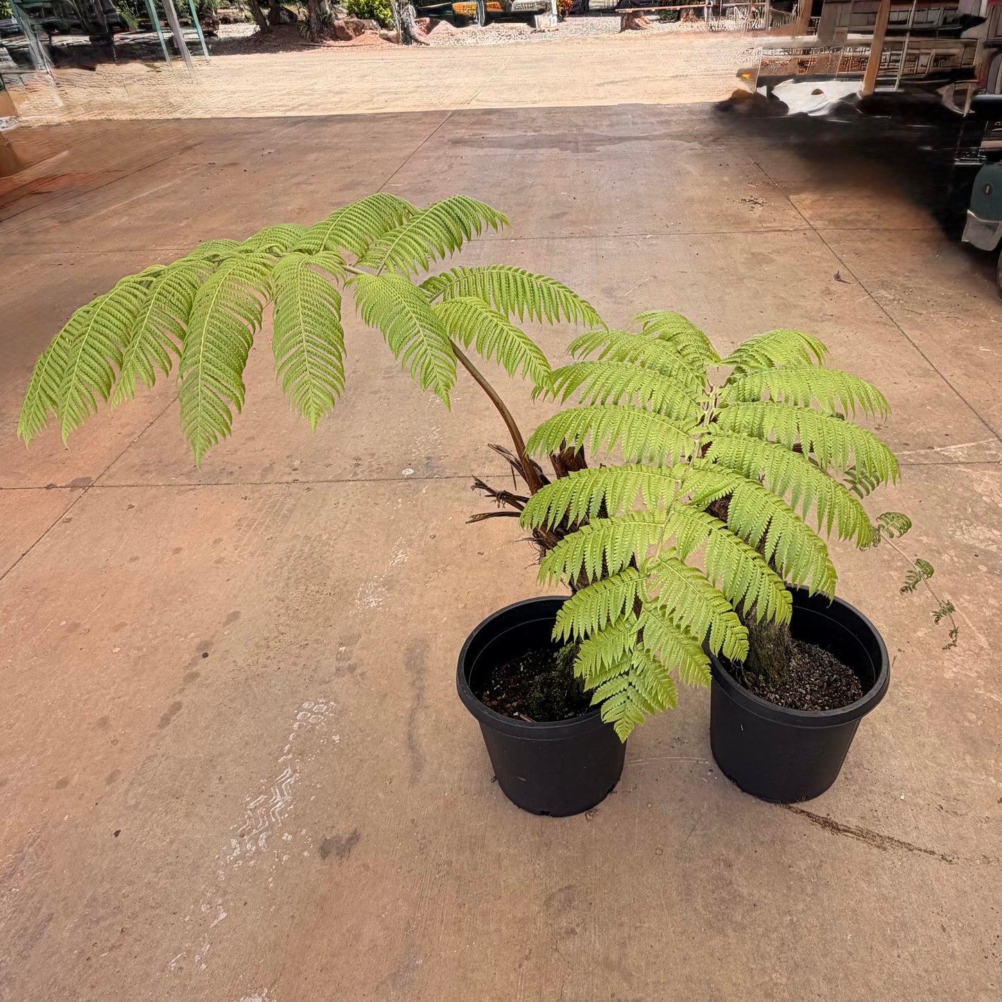 Cibotium menzisii 'Hapu'u Fern'