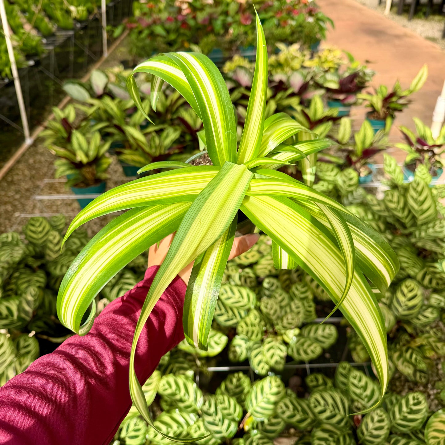 Chlorophytum Comosum 'Hawaiian Spiderʻ