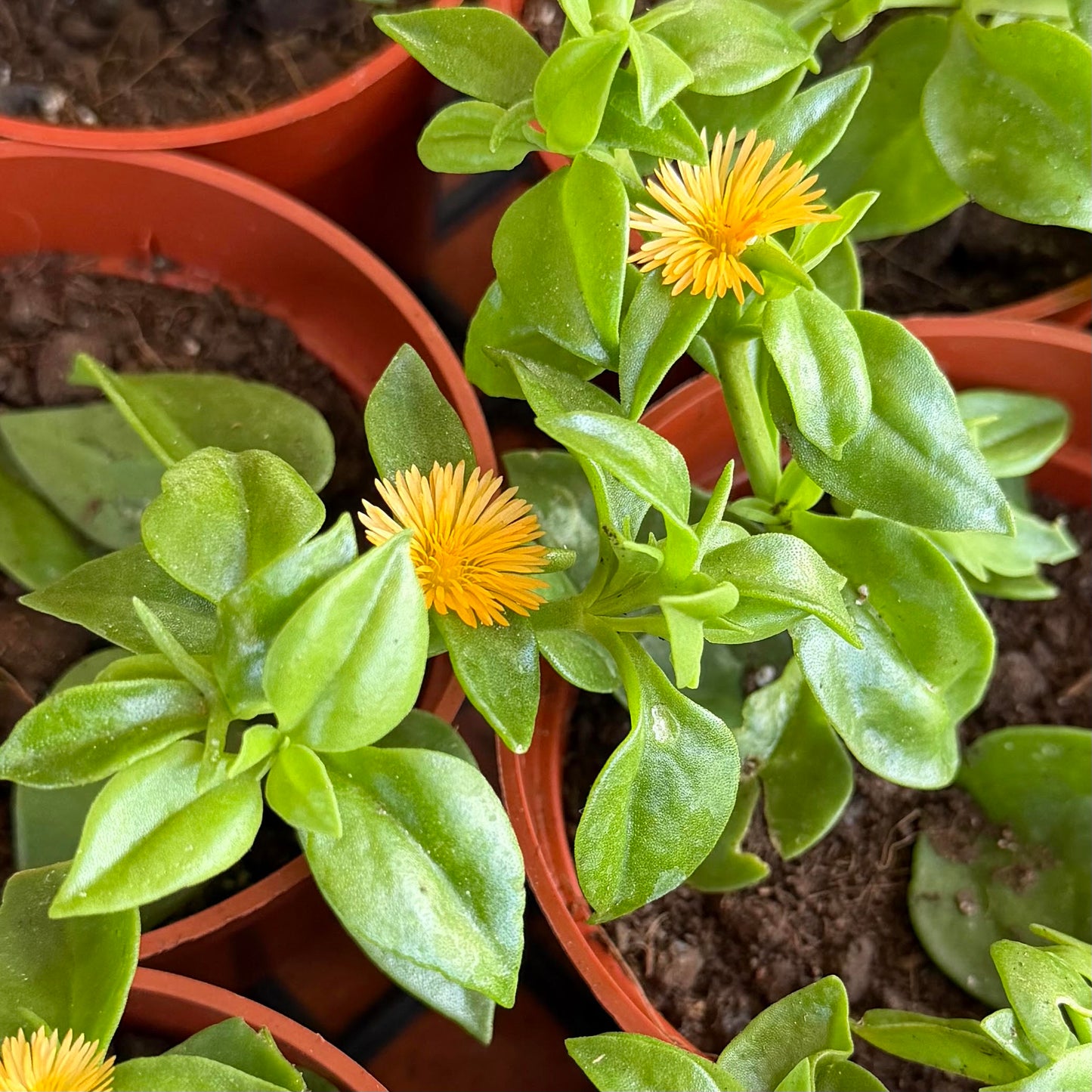 Aptenia cordifolia 'Hearts and Flowers'