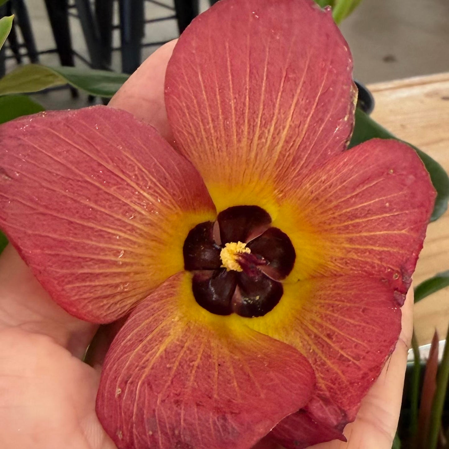 Hibiscus tiliaceus 'Hau' (Dwarf)