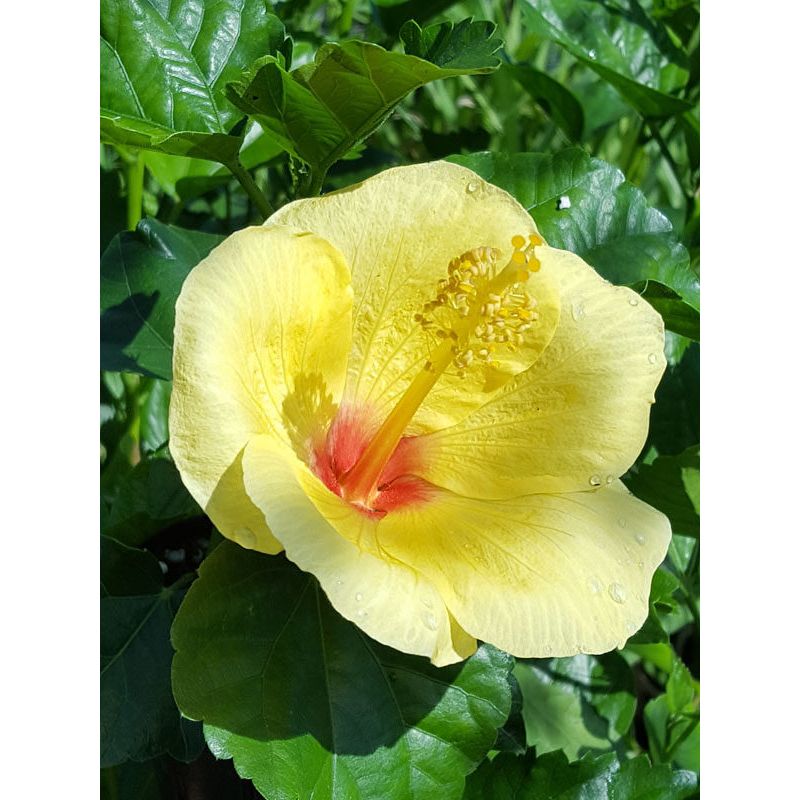 Hibiscus, "Hula Girl"