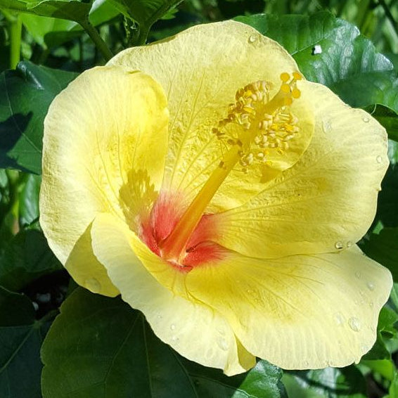 Hibiscus 'Hula Girl'