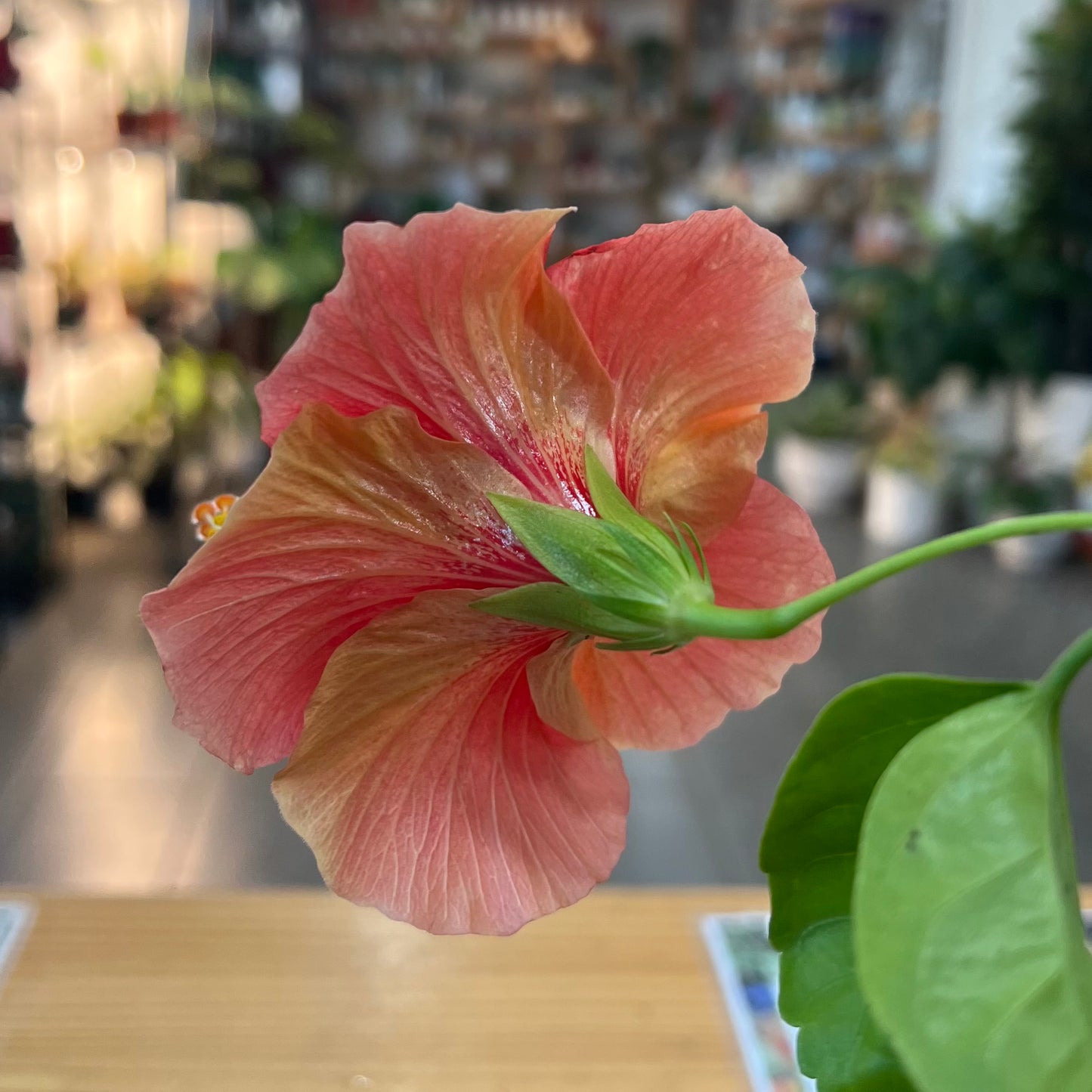 Hibiscus, "Red-Yellow"