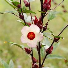 Hibiscus African Rose, "Roselle"