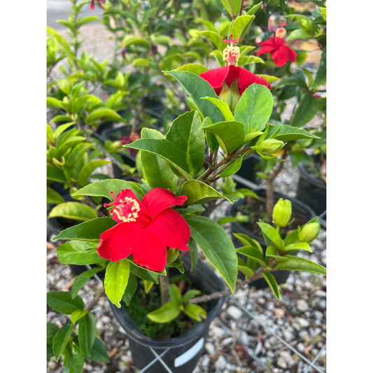 Hibiscus 'Ula'ula