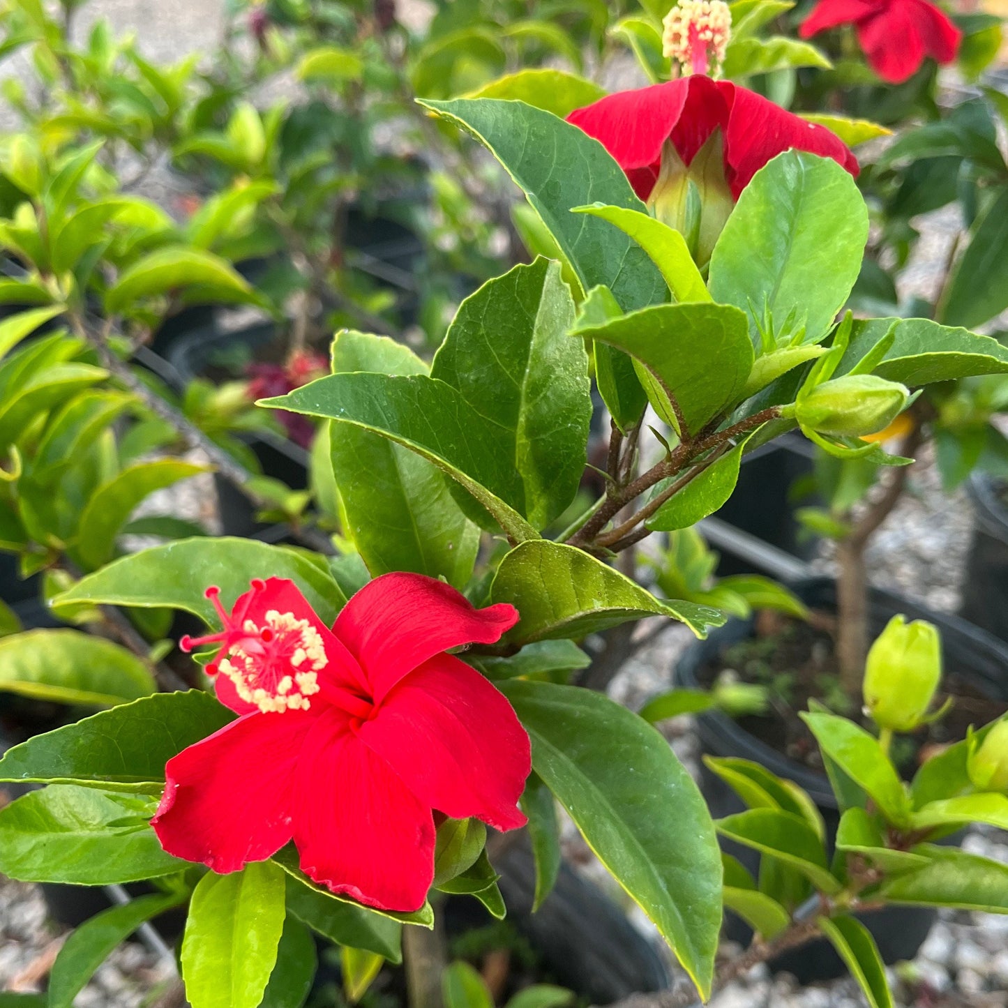 Hibiscus 'Ula'ula