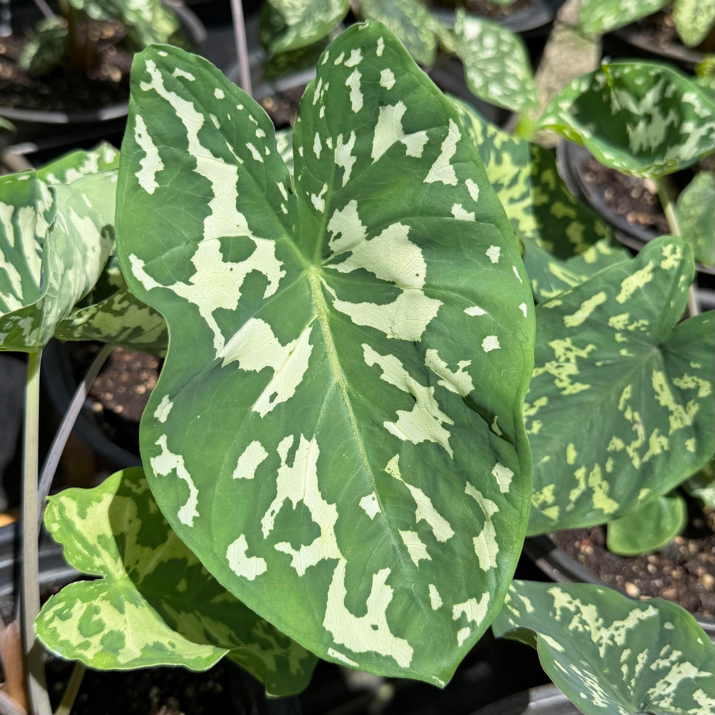Caladium praetermissum 'Hilo Beauty' (Alocsia)