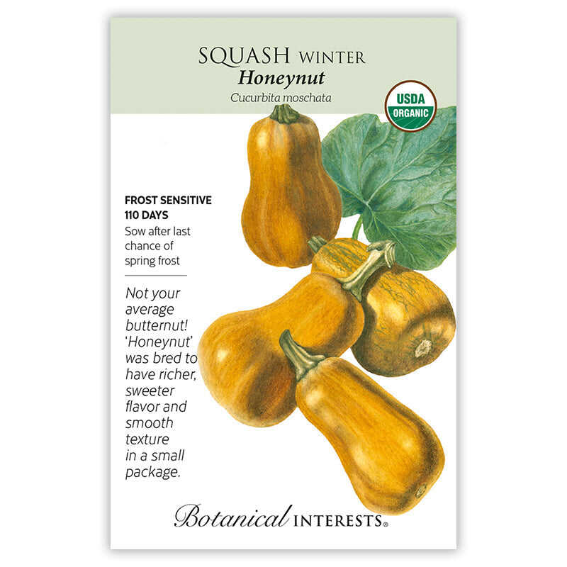 Squash Winter seeds 'Honeynut'