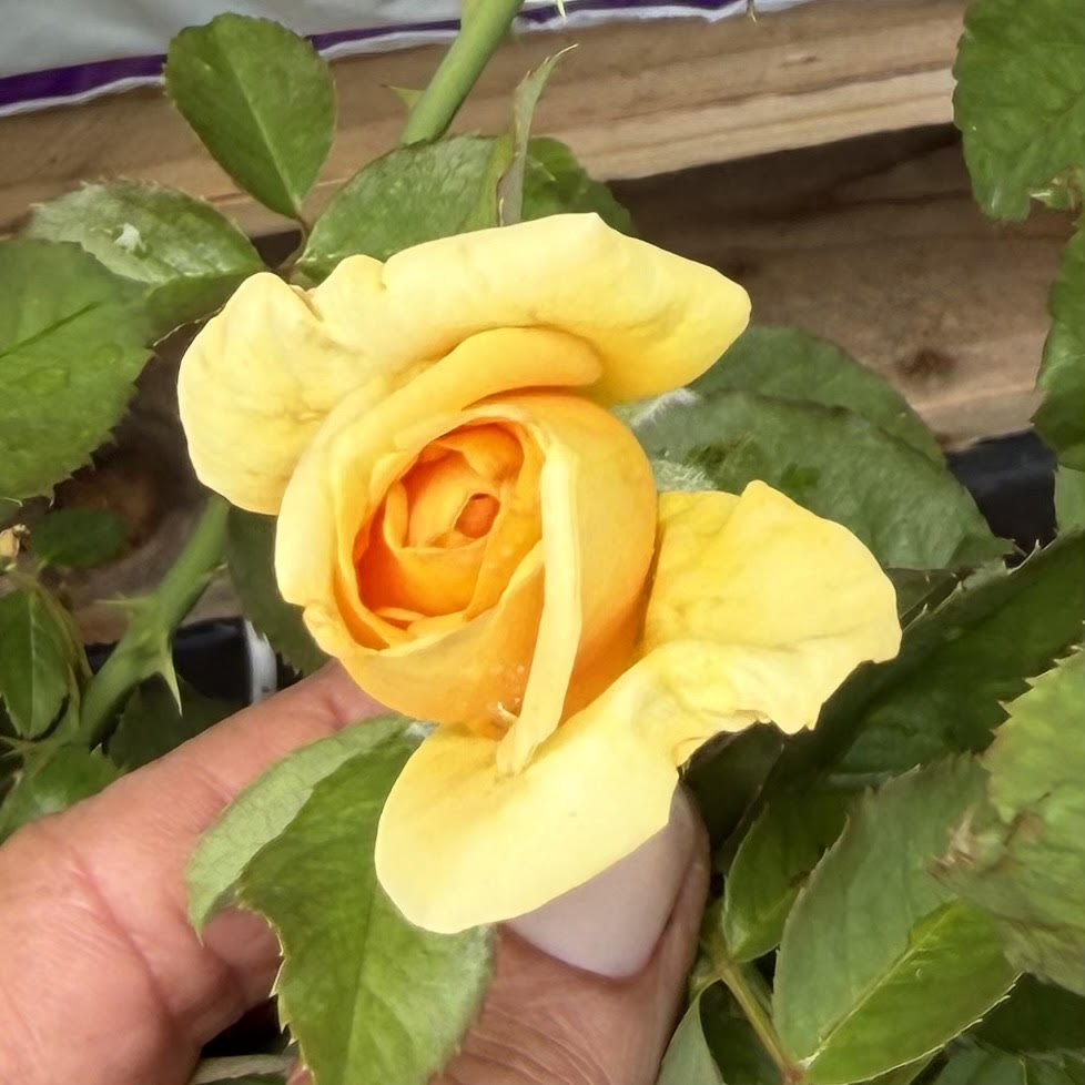 Hybrid Tea Rose Bush 'Hotel California'