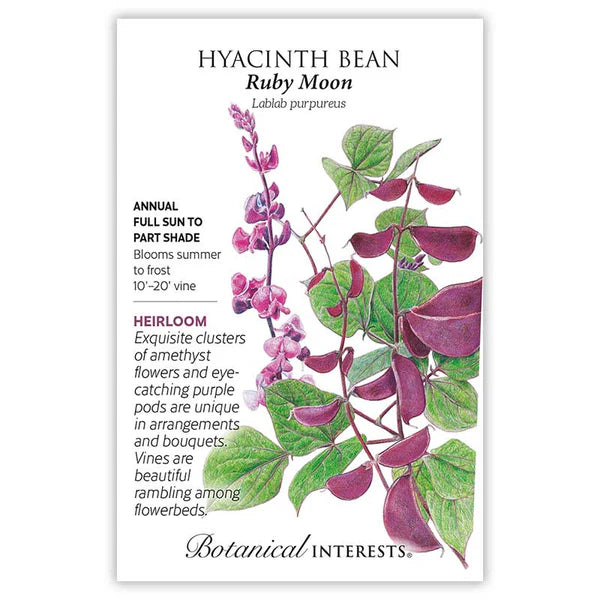Hyacinth Bean seeds, "Ruby Moon"