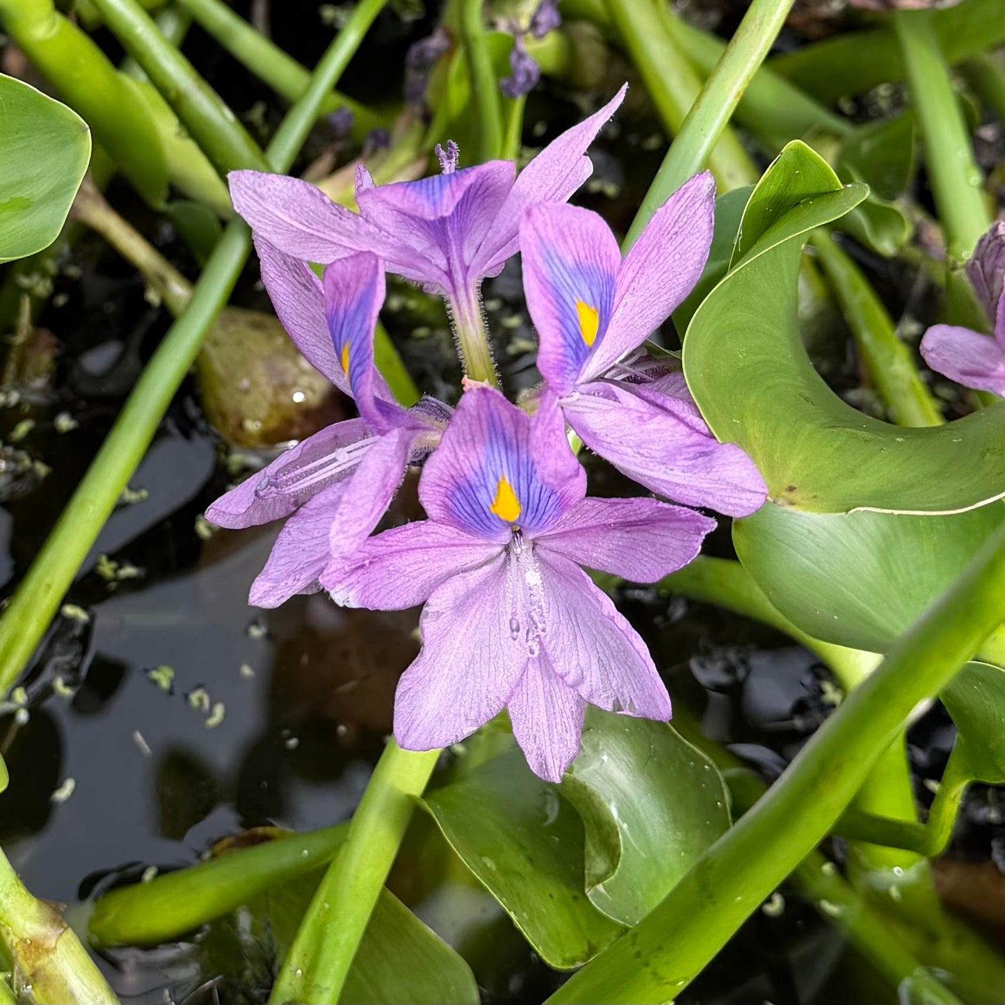 Water Hyacinth