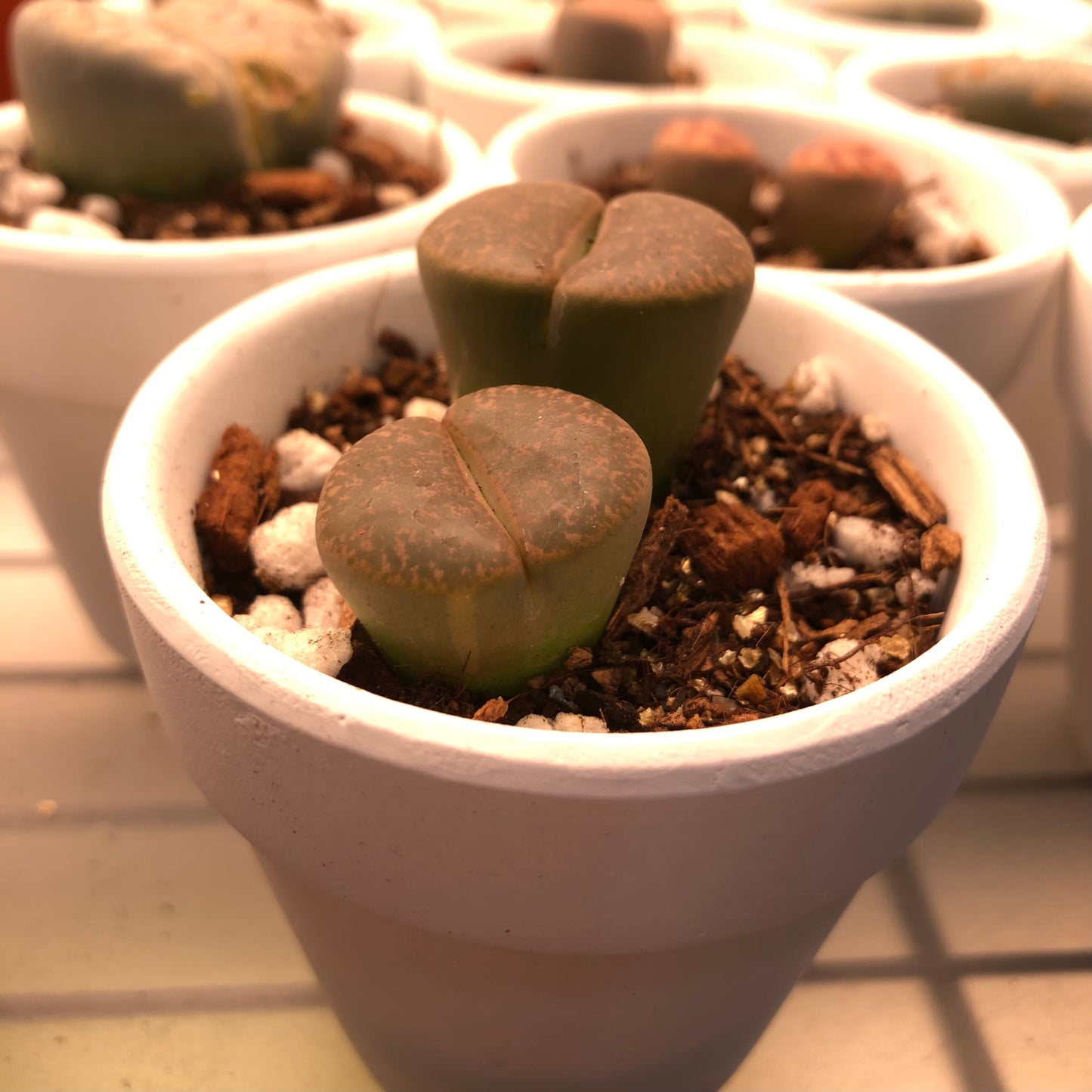 Lithops