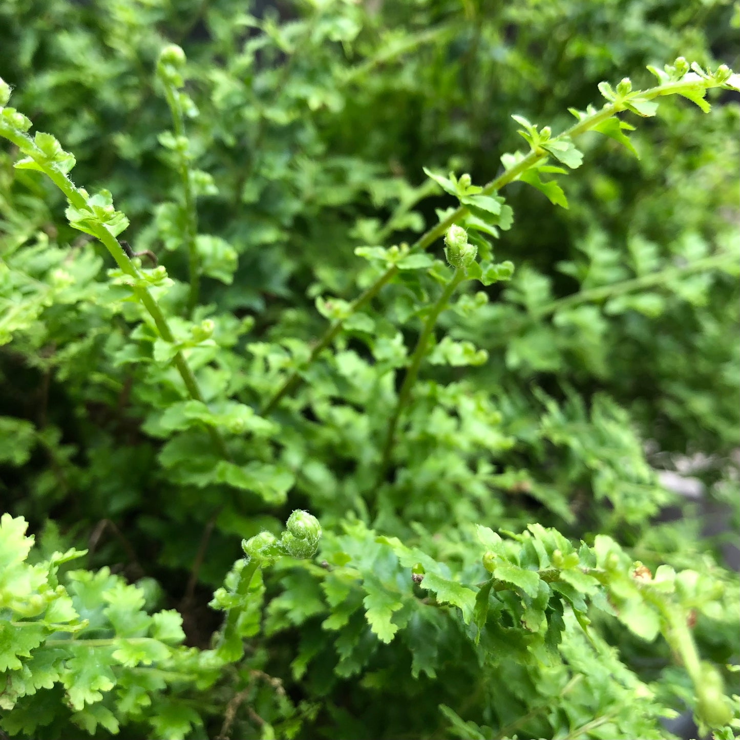 Maiden Hair Fern